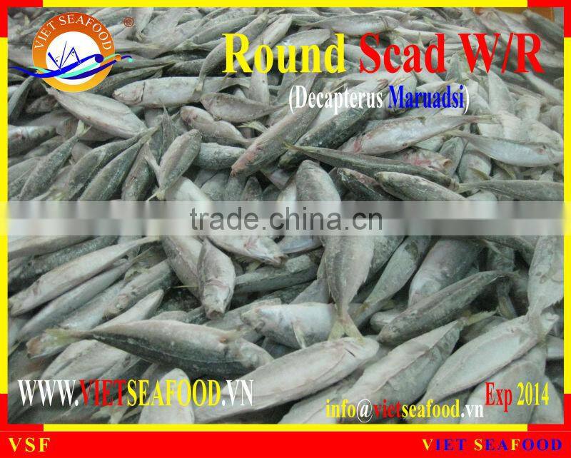 FROZEN ROUND SCAD WHOLE ROUND