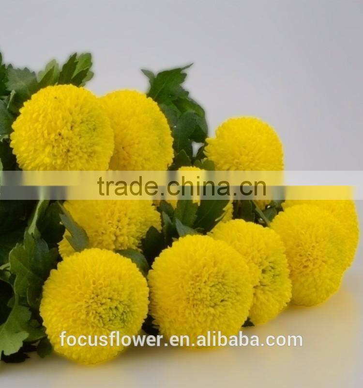 Tropical Chrysanthemum Pompon Mum Yellow Flower For The Elders