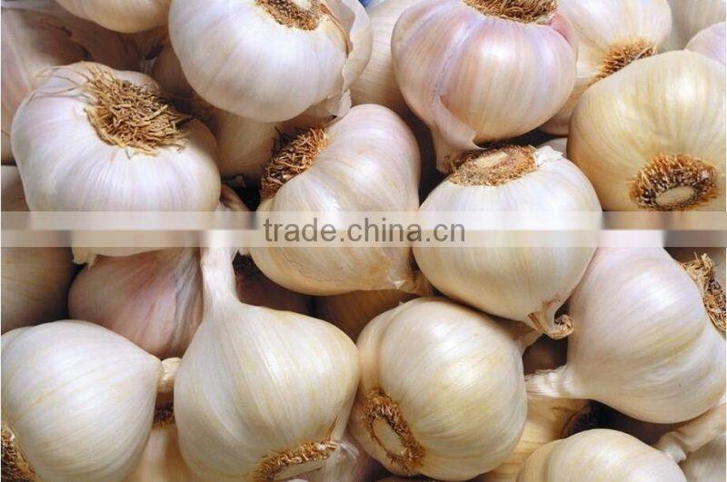 allium cepa onion peeling machine/garlic dry peeling machine