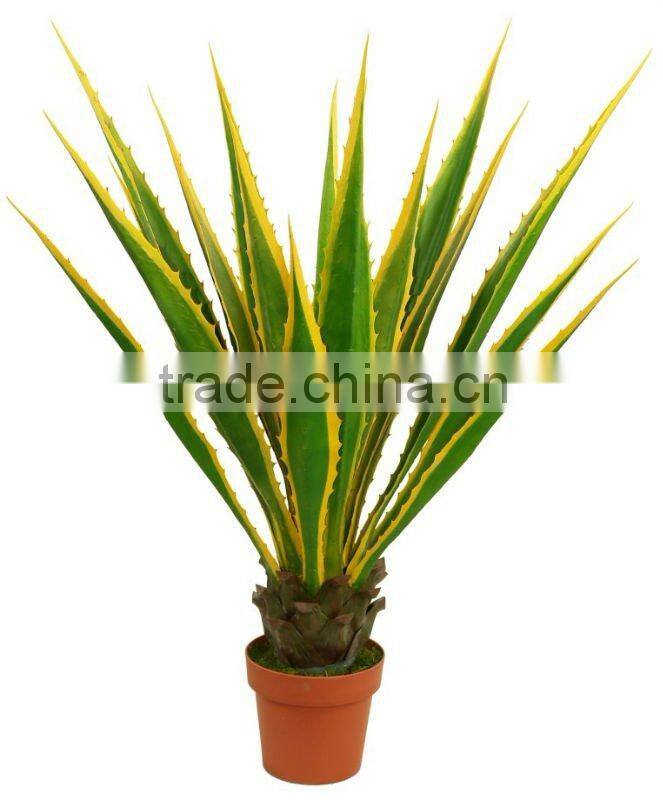 Golden edge agave plant crazy selling in European 2012