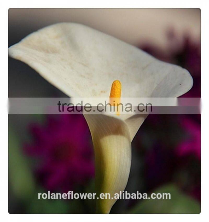 2016 fashion graceful white calla lily flower to express global