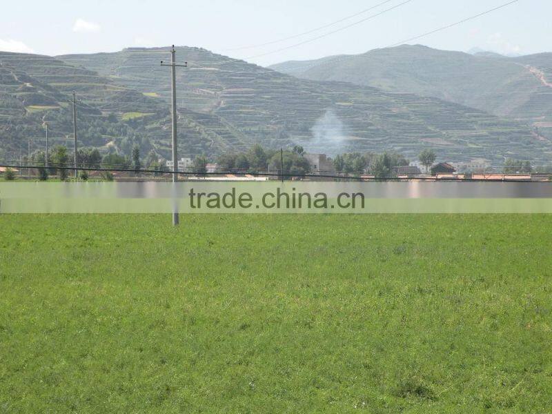 astragalus membranaceus