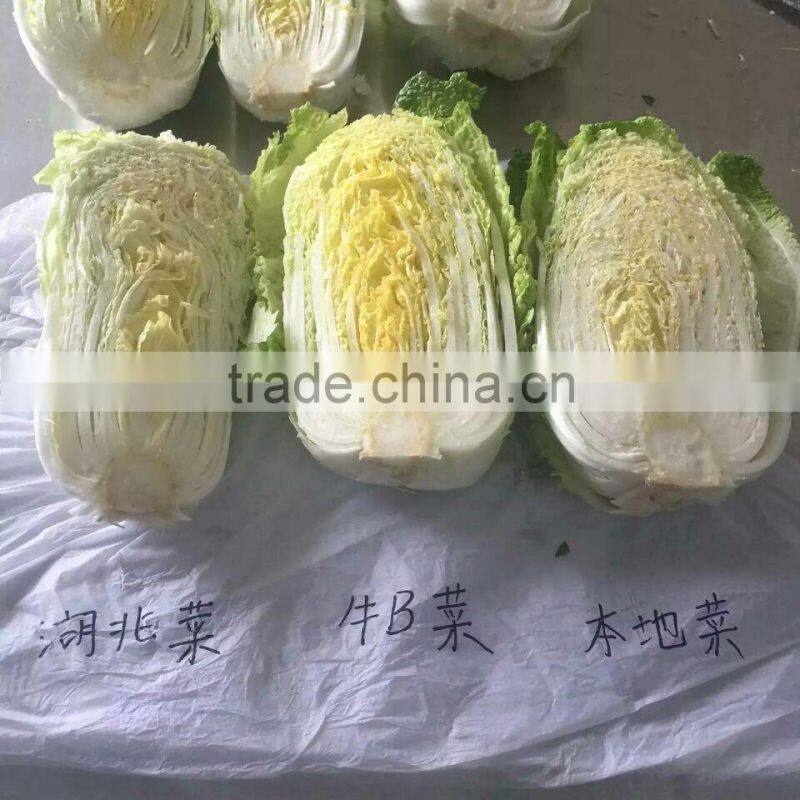 Chinese Big White Cabbage