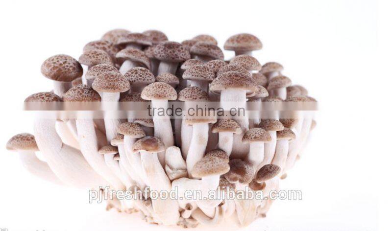 Brown Shimeji