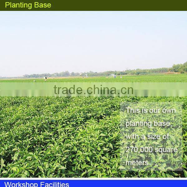 ground rhizoma kaempferiae