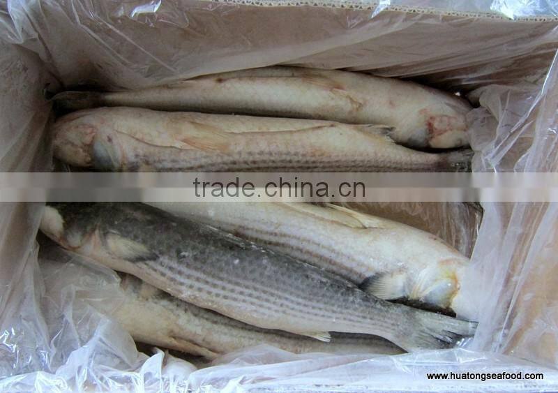 BQF grey mullet whole round ,1000+g Mugil Cephalus
