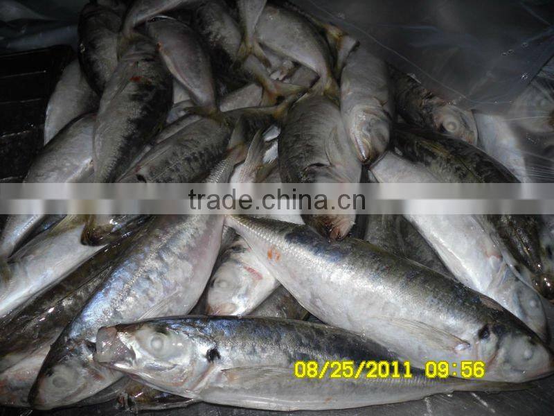 frozen horse mackerel whole round smalleye