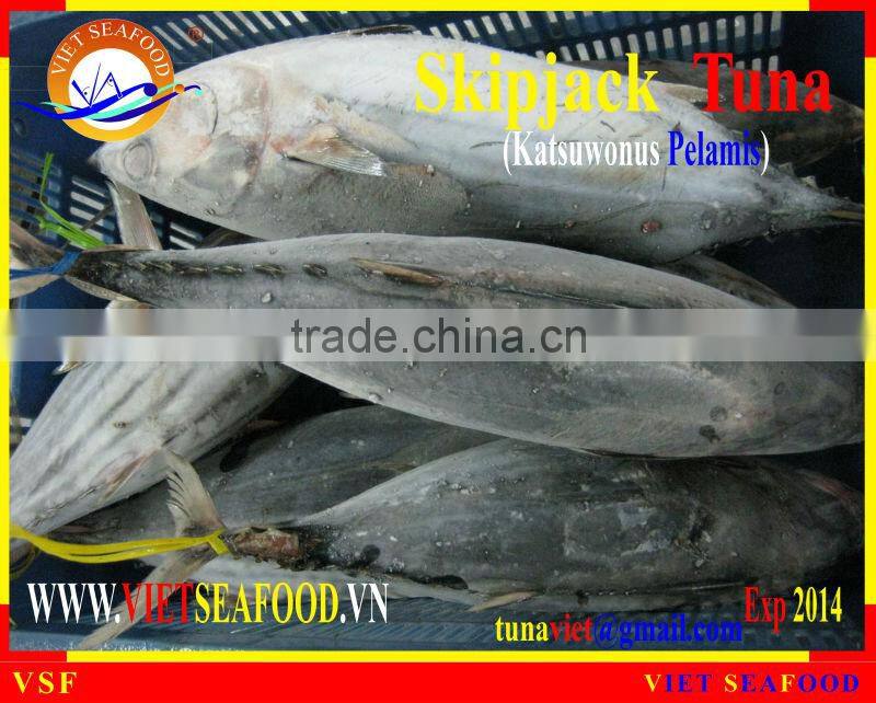 W/R FROZEN SKIPJACK TUNA