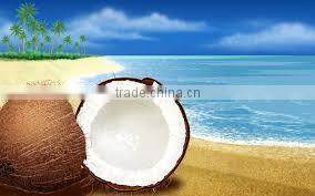 Fresh matured coconut supplier