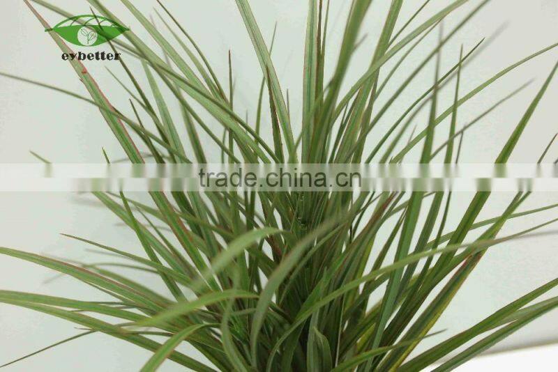 hot selling narture green bonsai plants wholesale for garden decoration