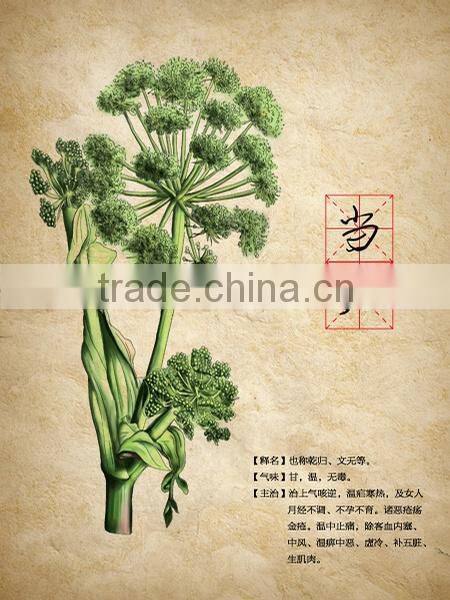 Chinese Herbal oil 100 Pure Natural Angelica sinensis Oil
