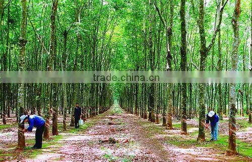 BEST selling natural rubber bands for money high quality
