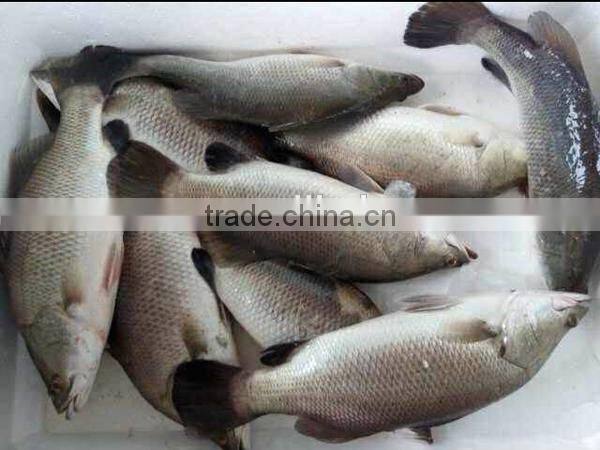 frozen fresh barramundi fish new items in china market