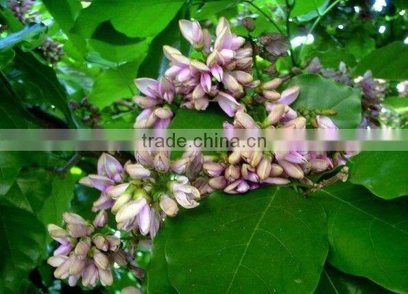 Pongsmia pinnata(L.)Pierre