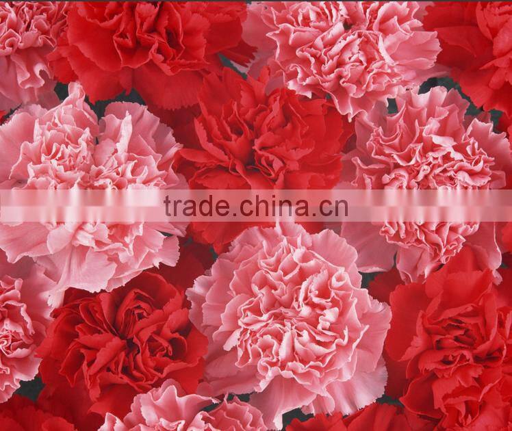 Cheap price carnation plants fresh carnation for gift