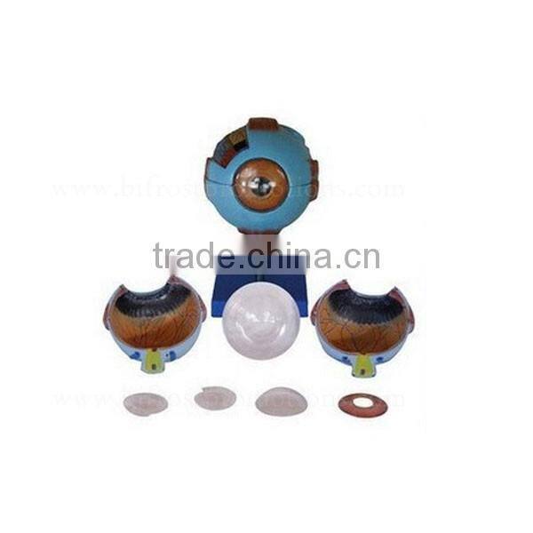 Vivid 6 Times Anatomical Organs Human Eye Model