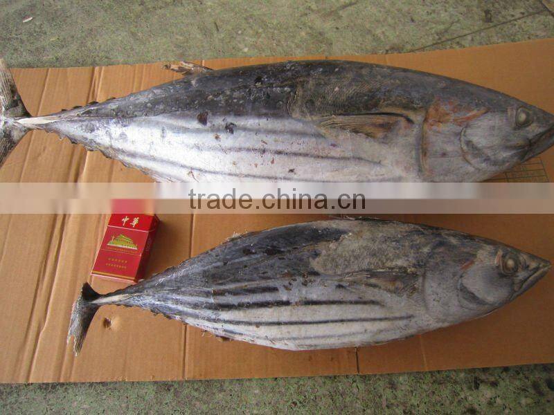 frozen skipjack tuna whole round