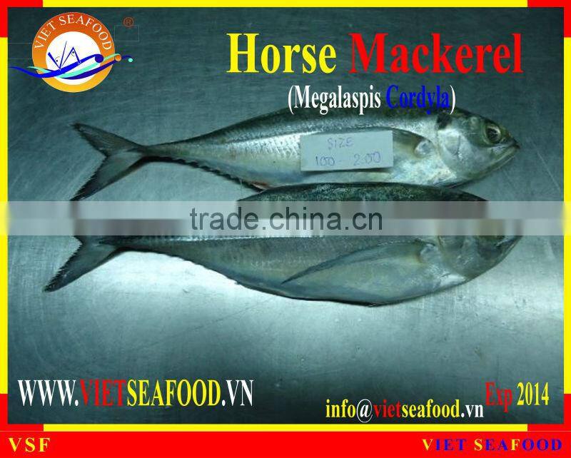 W/R FROZEN HORSE MACKEREL