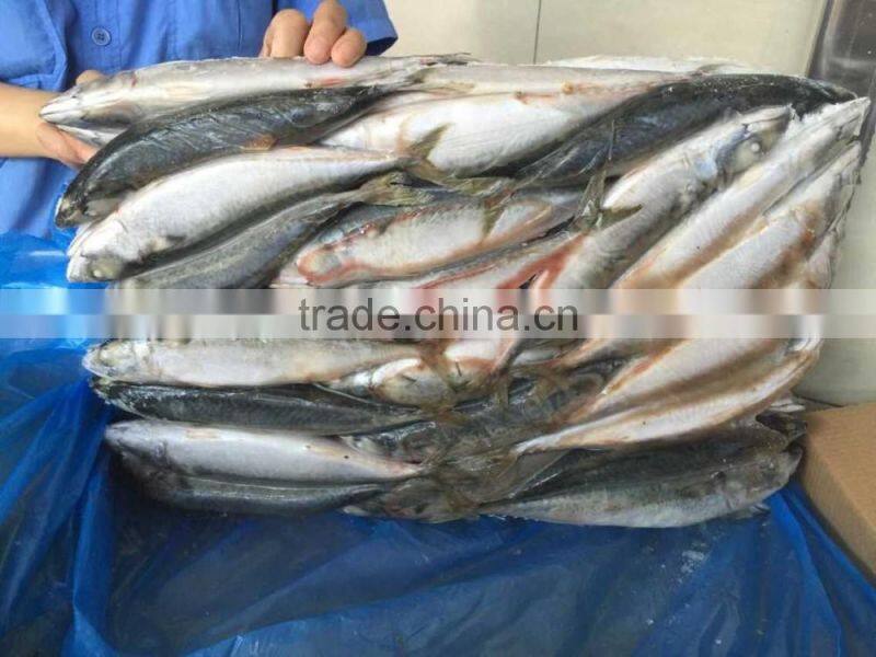landfrozen mackerel 200-300g