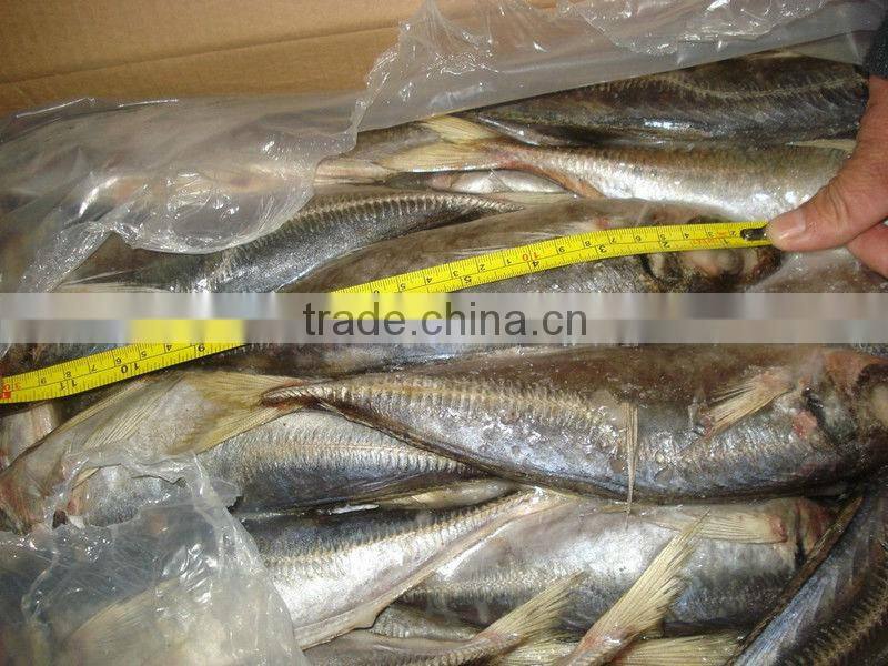 horse mackerel fish from China