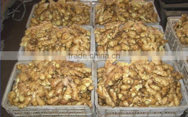 fresh ginger for sale