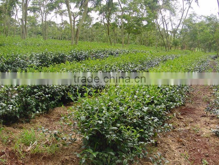 Oriental Beauty tea from Vietnam