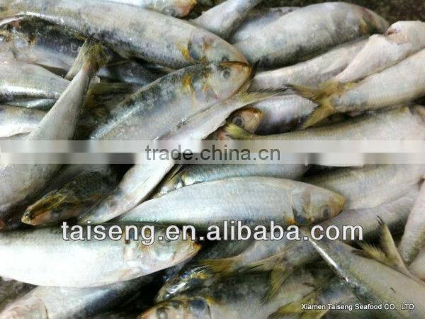 Frozen Canned Sardines Fish