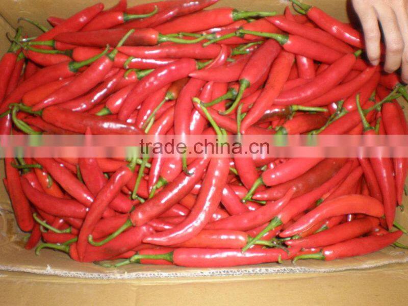 Vietnam Fresh Chili Very Hot competitive price