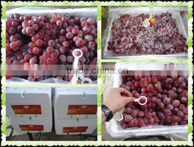 Chinese fresh red grape