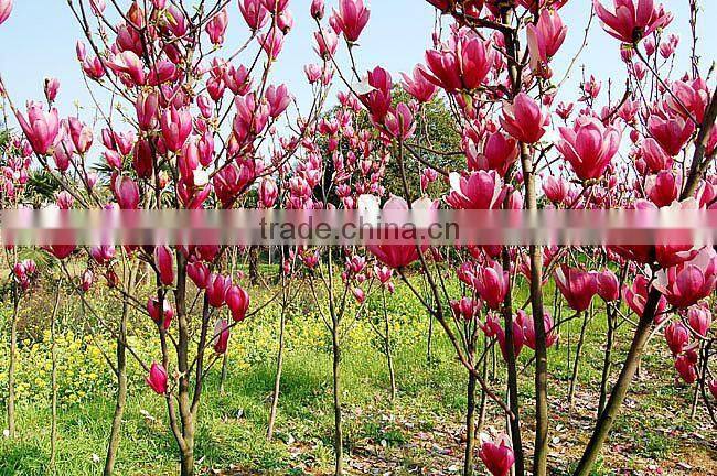 High Purity Lily Magnolia Seeds Mulan Tree Seeds For Growing