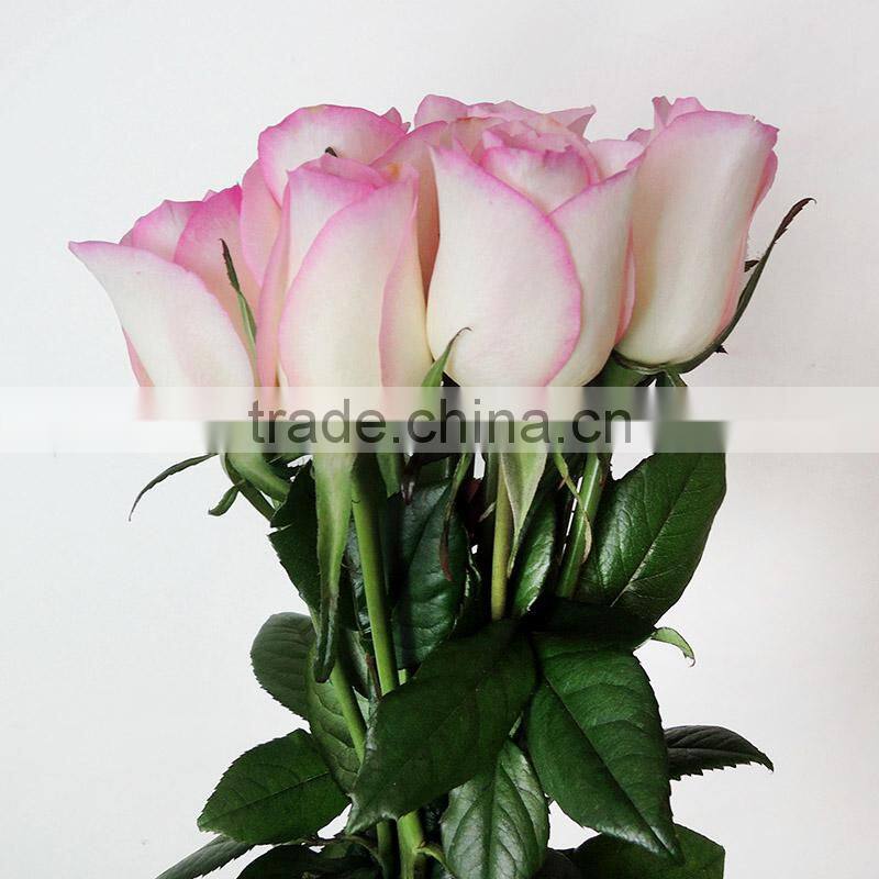 Hot sale fresh cut rose flowers with pink edge