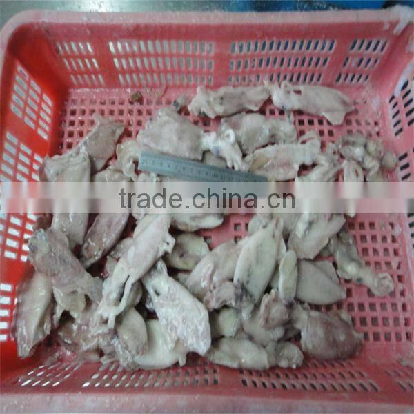 frozen squid for sale