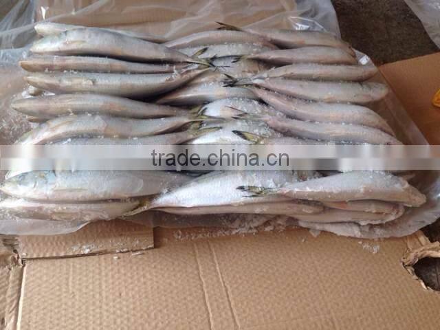 Frozen fresh whole round sardine fish