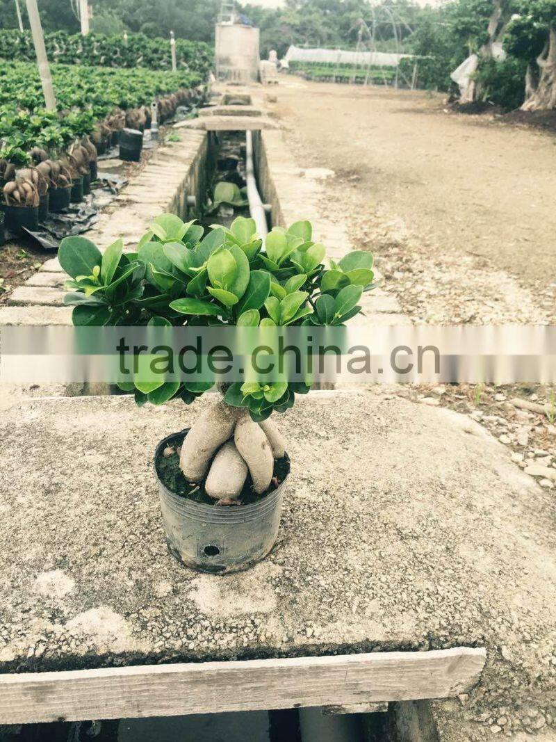 Ficus microcarpa ginseng bosnai