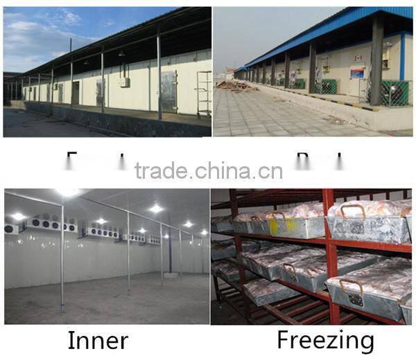 cold storage deep freezer for seafood, green house mobile freezer prices