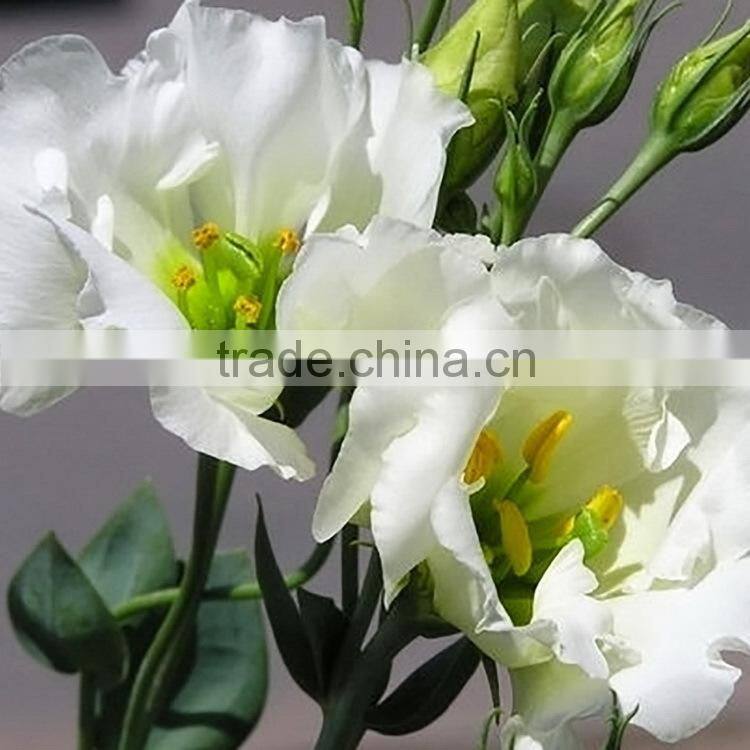 Quality Best-Selling wholesale big bud eustoma