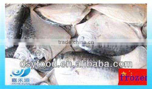 Frozen whole black pomfret fish