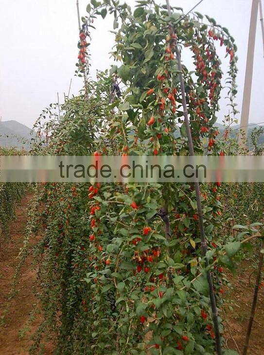 Ningxia wolfberry(gouqi) /herbal plant dry Gouqi