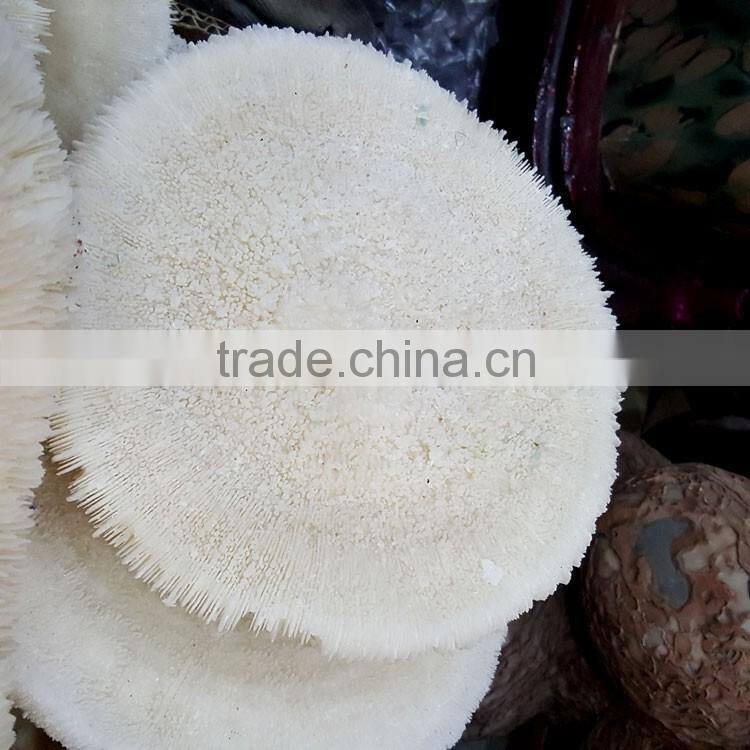 Snowy White Corals Trees Big Coral Insect Fossils Mushroom Corals