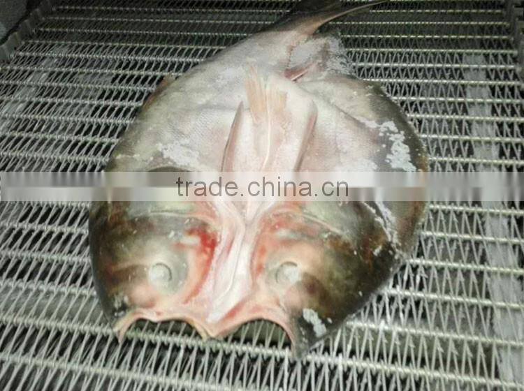 gutted scaled silver carp frozen fish