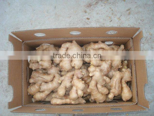 Chinese fresh ginger