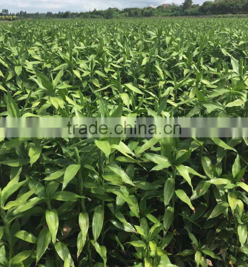 Pyramid Dracaena Lucky Bamboo