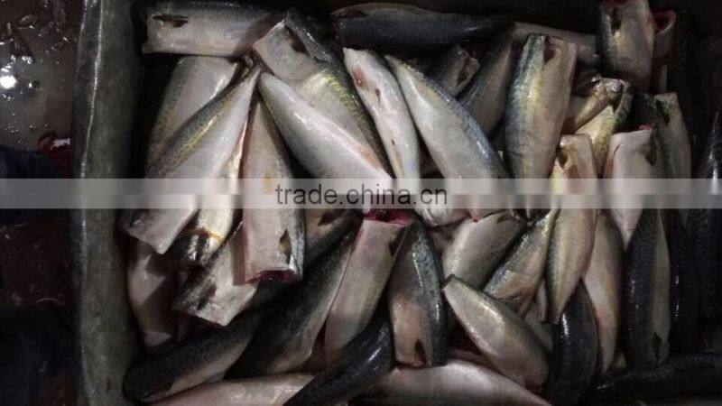 HGT pacific mackerel scomber japonicus headless gutted tailess