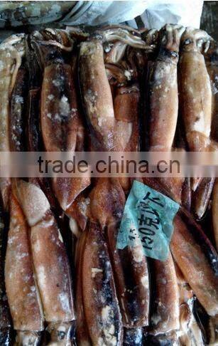 below 150g frozen illex argentinus squid