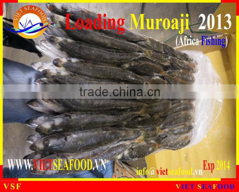 LOADING MUROAJI FOR TUNA BAIT