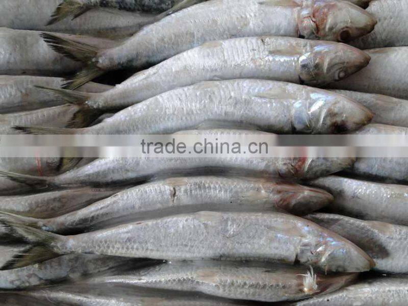Chinese Frozen Sardine Fish