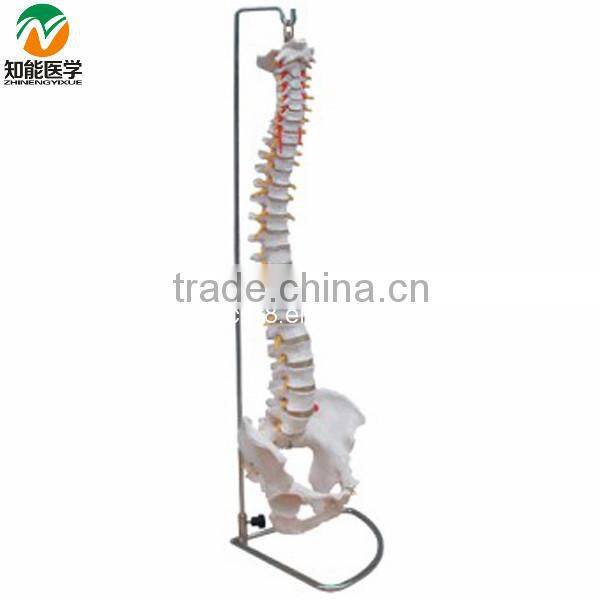 BIX-A1009 Life-Size vertebral column ,spine with pelvis model