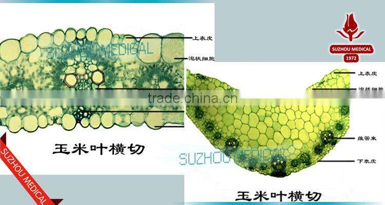 Zea stem TS Corn stem prepared slides