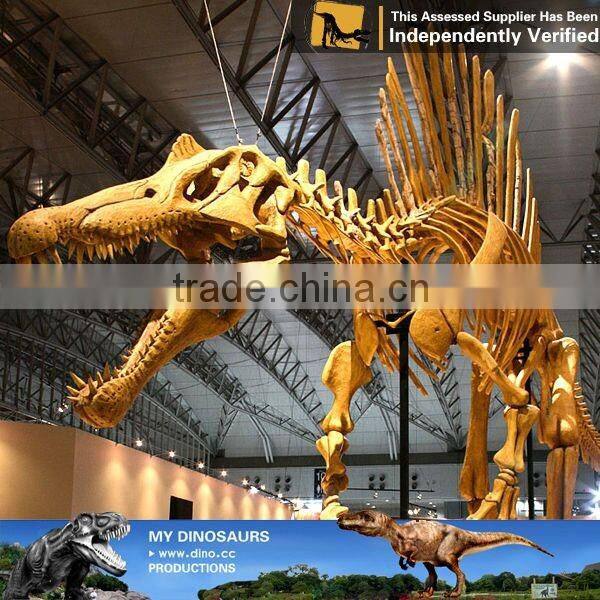 MY Dino-C052 Life size skeleton model of dinosaur spinosaurus