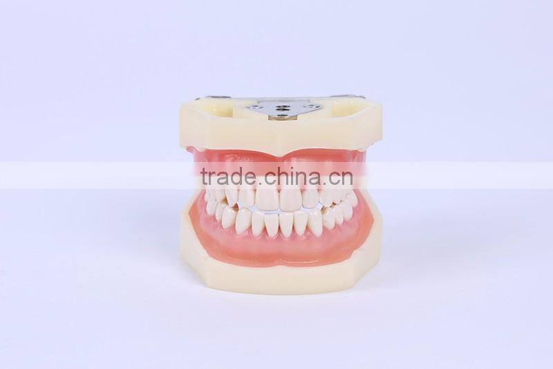 New Design Wholesale dental teaching model Standard Tooth Model of White Alundum Dentition Model